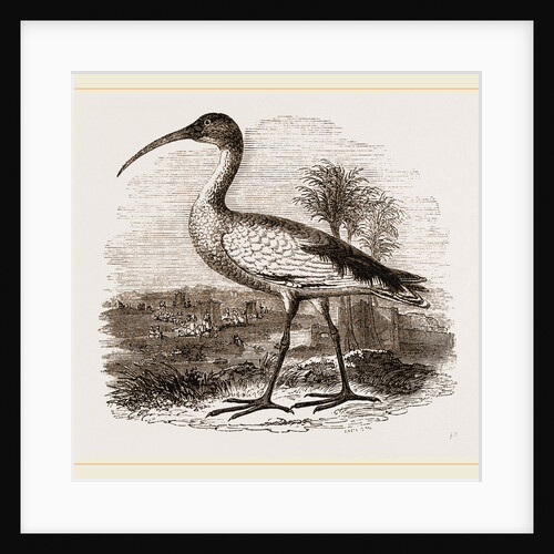 Sacred Ibis by Anonymous
