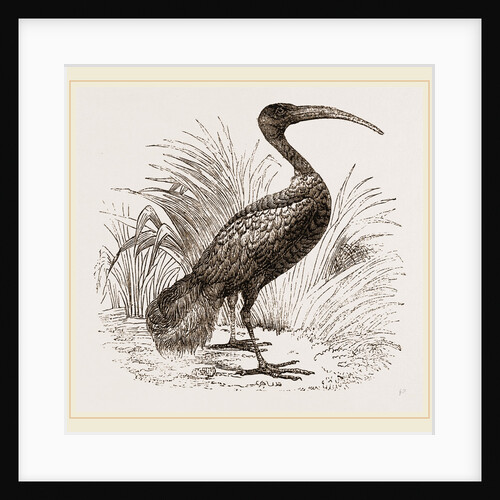 Sacred Ibis by Anonymous