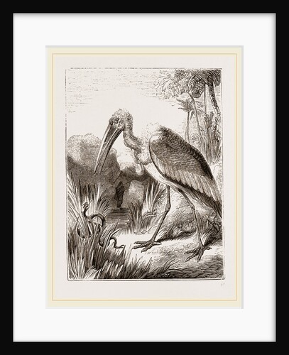 Adjutant by Anonymous