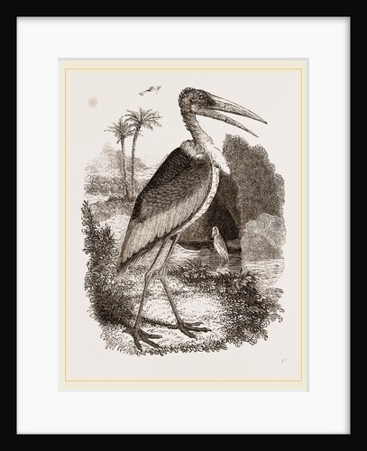 Adjutant by Anonymous