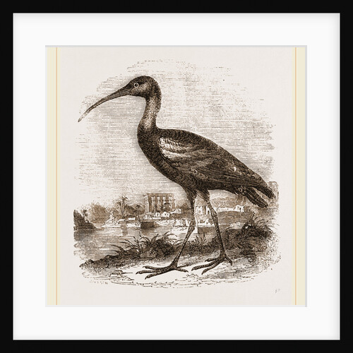 Glossy Ibis by Anonymous