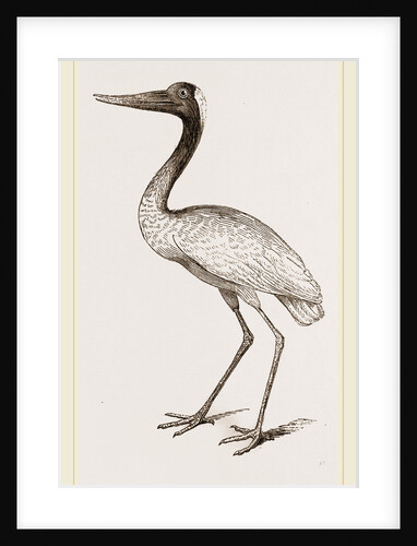 Jabiru by Anonymous