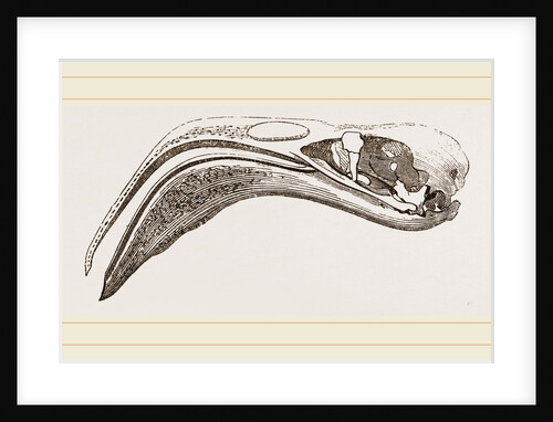 Skull of Flamingo by Anonymous