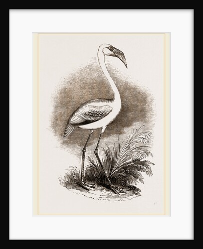 Little Flamingo by Anonymous