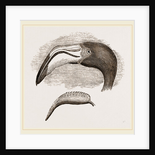 Head and Tongue of Flamingo by Anonymous