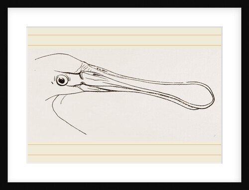 Bill of Spoonbill by Anonymous
