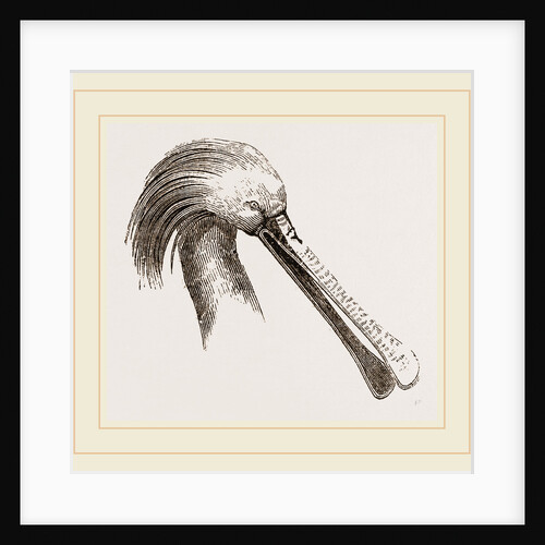 Head of Spoonbill by Anonymous