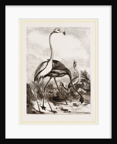Flamingoes by Anonymous