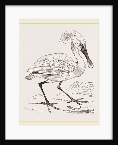 Spoonbill by Anonymous