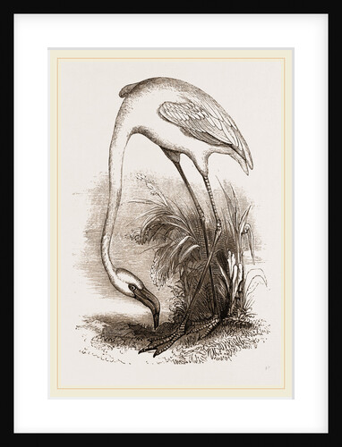 Flamingo by Anonymous