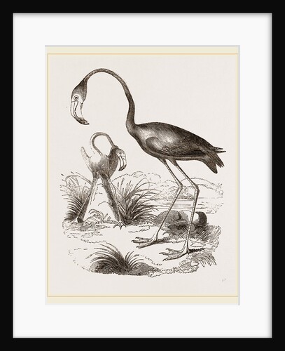 Flamingoes and Nest by Anonymous