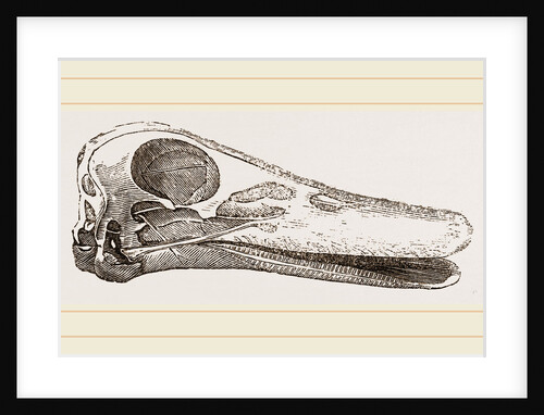 Skull of Duck by Anonymous