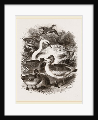 Group of Water Fowl by Anonymous