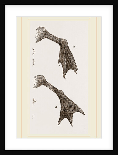 Feet of Water-bird by Anonymous