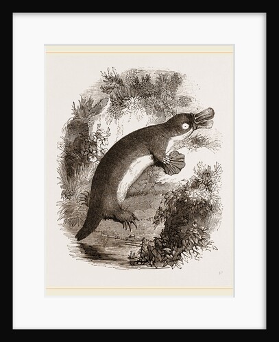 Ornithorhynchus by Anonymous