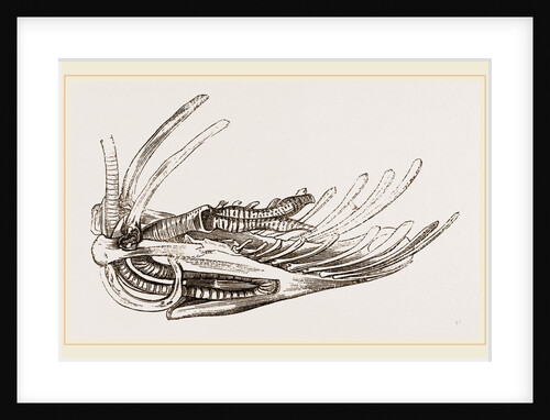 Breast-bone of Wild Swan by Anonymous