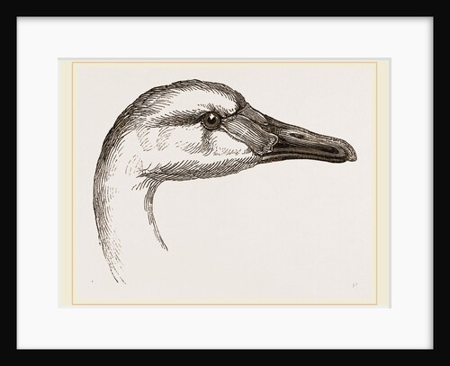 Head of Bewick's Swan by Anonymous