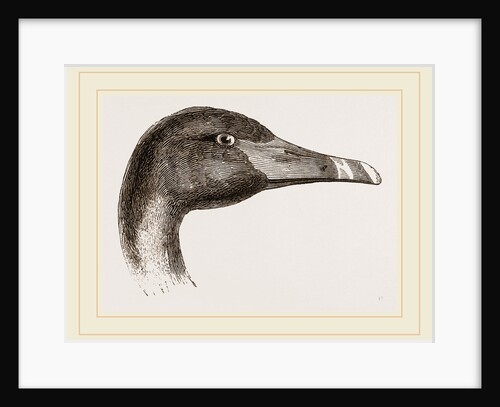 Head of Black Swan by Anonymous