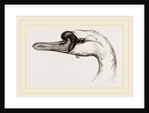 Head of Tame Swan by Anonymous
