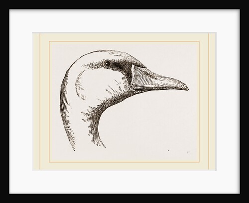 Head of Polish Swan by Anonymous