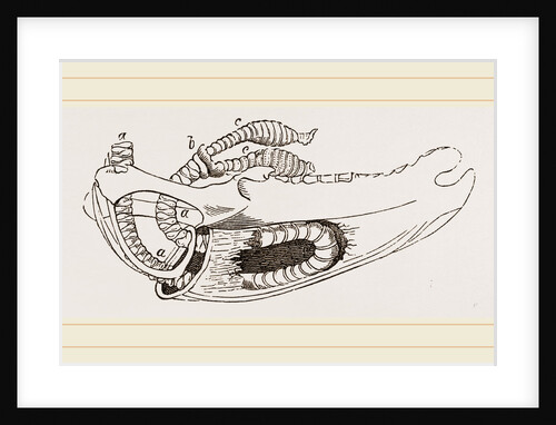 Breast-bone of Wild Swan by Anonymous