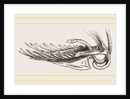 Breast-bone of Black Swan by Anonymous