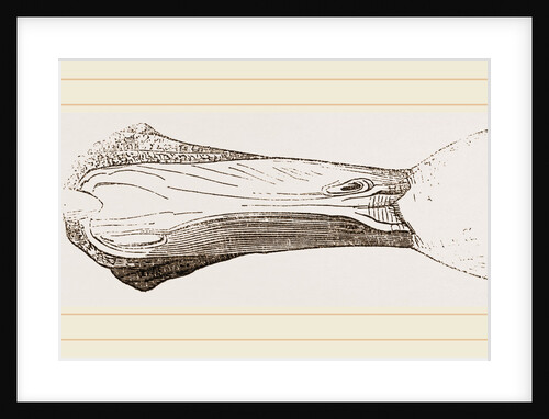 Bill of Malacorhynchus by Anonymous
