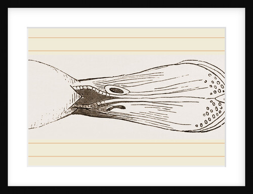 Bill of Shoveller by Anonymous