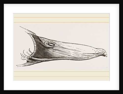 Bill of Mallard by Anonymous