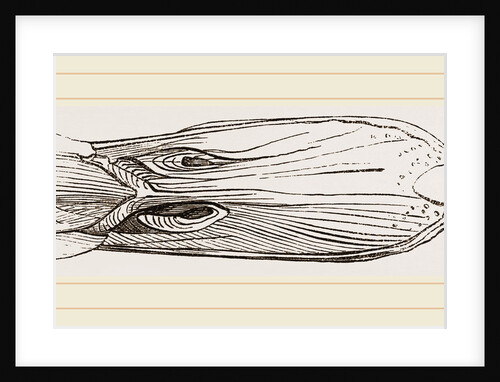 Bill of Mallard by Anonymous