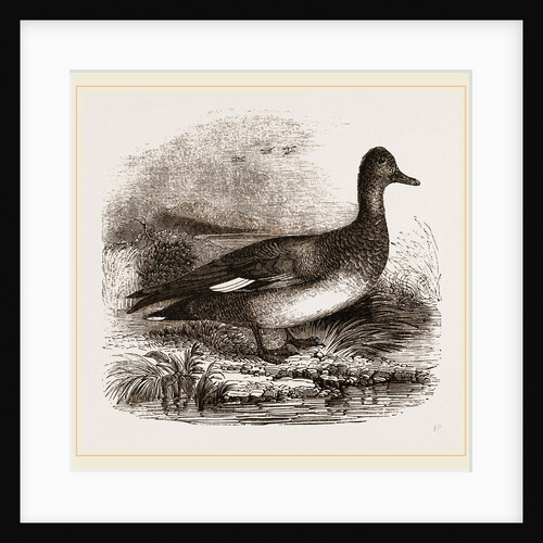 Gadwall by Anonymous