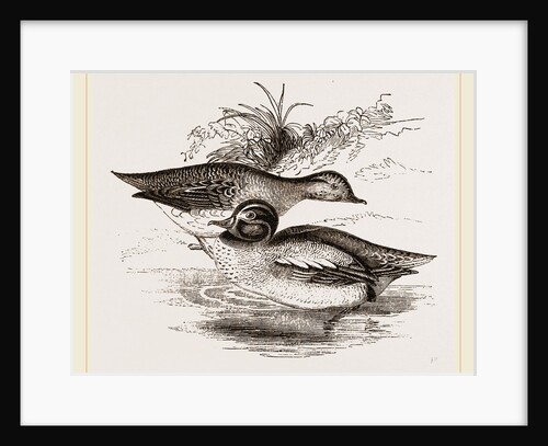 Common Teals by Anonymous