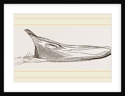 Bill of Pintailed Duck by Anonymous