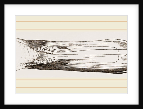 Bill of Pintailed Duck by Anonymous