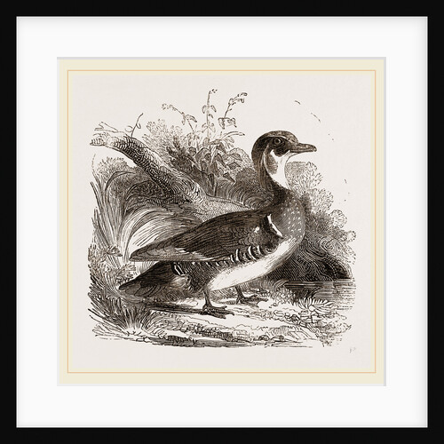 Summer Duck by Anonymous