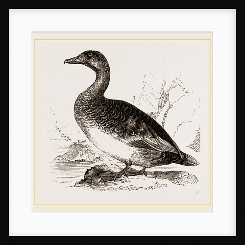 Female Eider-Duck by Anonymous