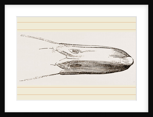 Bill of Widgeon by Anonymous
