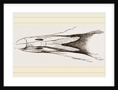 Bill of Eider-Duck by Anonymous