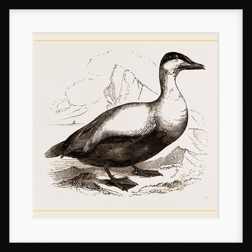 Male Eider-Duck by Anonymous