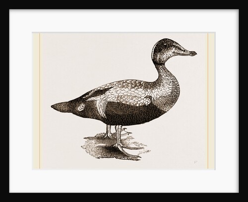 Eider-Duck by Anonymous
