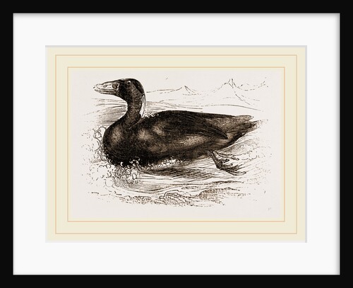 Surf-Duck by Anonymous