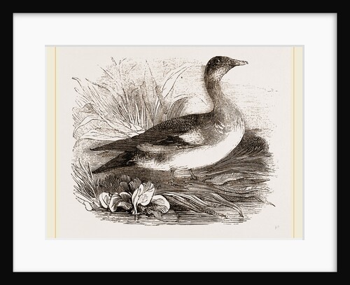 Americau Widgeon by Anonymous