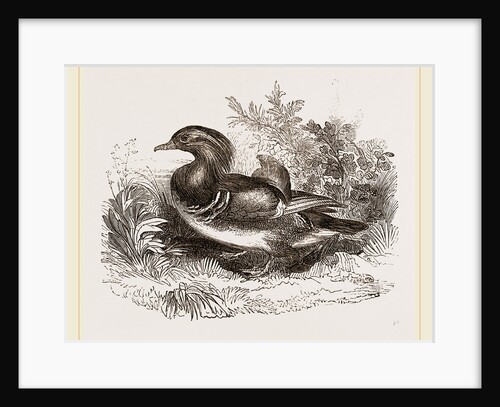 Mandarin duck by Anonymous