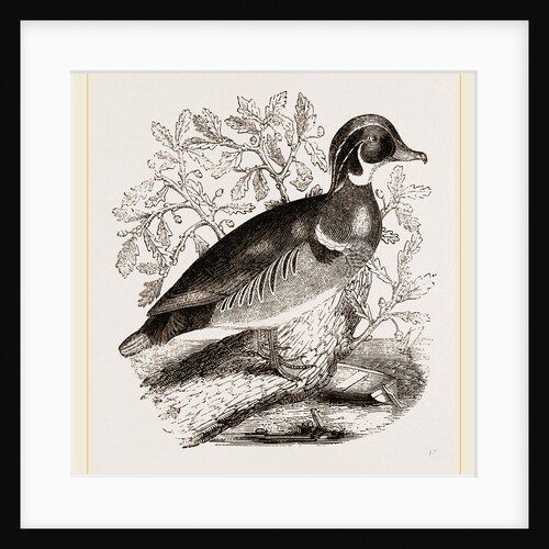 Summer Duck by Anonymous