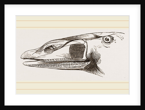 Bill of Surf-Duck by Anonymous