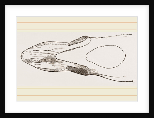 Bill of Surf-Duck by Anonymous