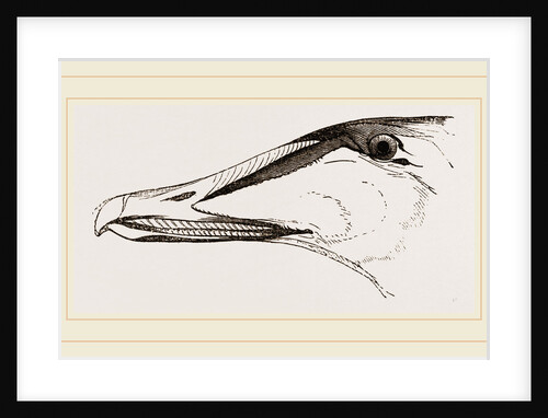 Bill of Eider-Duck by Anonymous