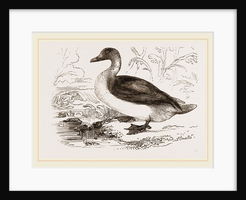 Long-tailed Duck Female by Anonymous