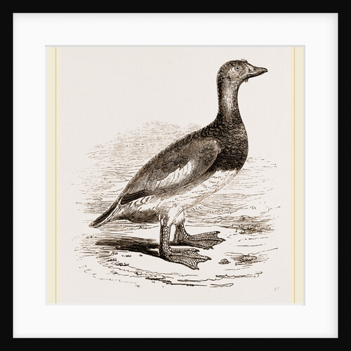 Steamer-Duck by Anonymous