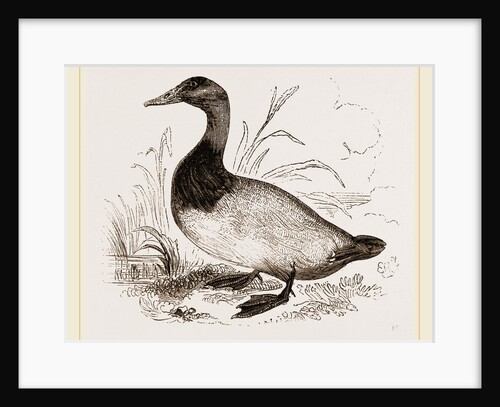 Canvas-back Duck by Anonymous